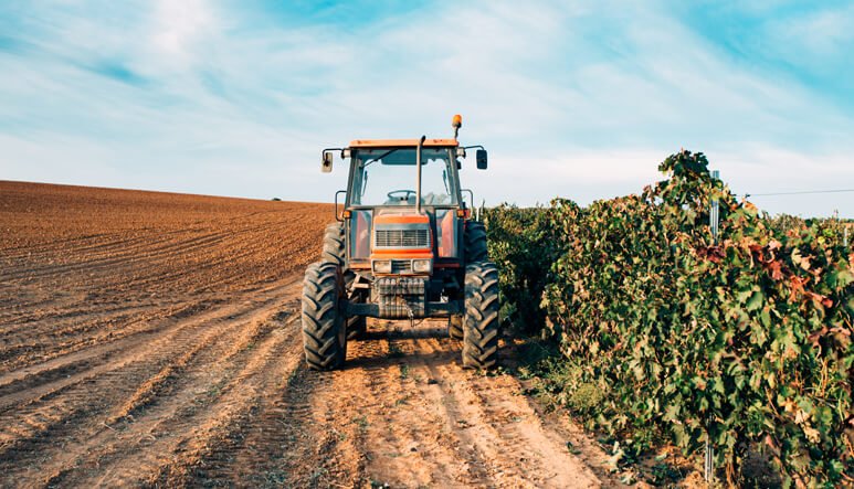 Outgrower Farmer in Field